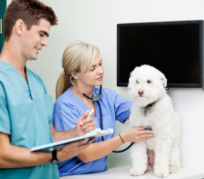 Auxiliar de Veterinária